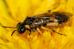 Tenthredo talyshensis