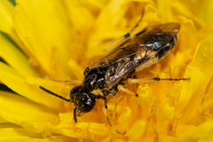 Tenthredo talyshensis