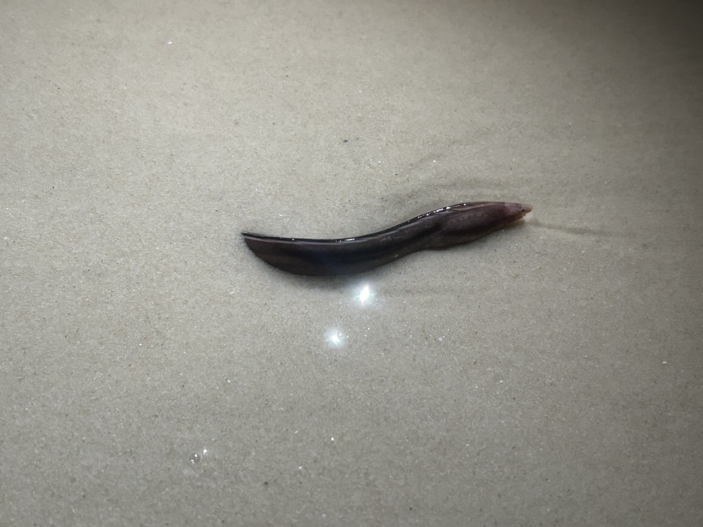 Sailfin worm eel (Letharchus velifer) — Ophichthidae