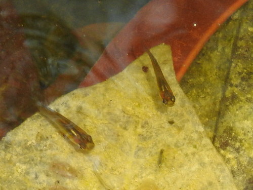 Yucatan Gambusia