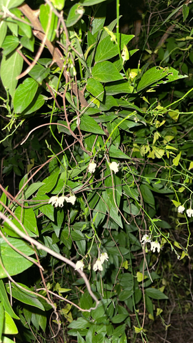 Texas nightshade