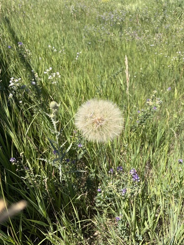 Yellow Salsify