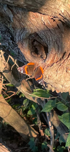 Red Admiral