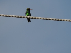 Chlorostilbon lucidus