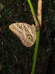 Caligo illioneus
