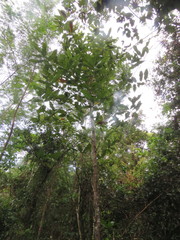 Triplaris americana