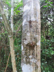 Triplaris americana
