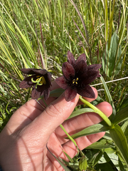 Fritillaria camschatcensis, photograph (c) Allison Gray, some rights reserved (CC BY)