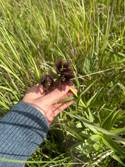 Fritillaria camschatcensis, photograph (c) Allison Gray, some rights reserved (CC BY)