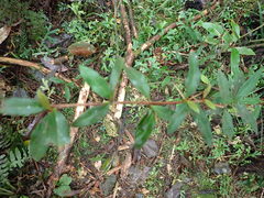 Berberis hayatana