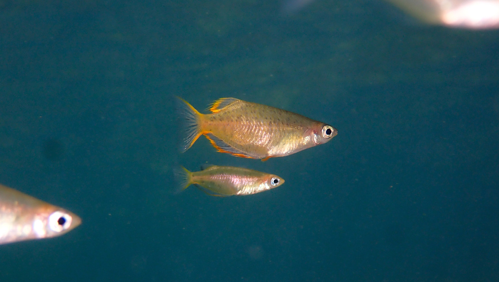 Oryzias profundicola