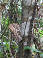Caligo illioneus