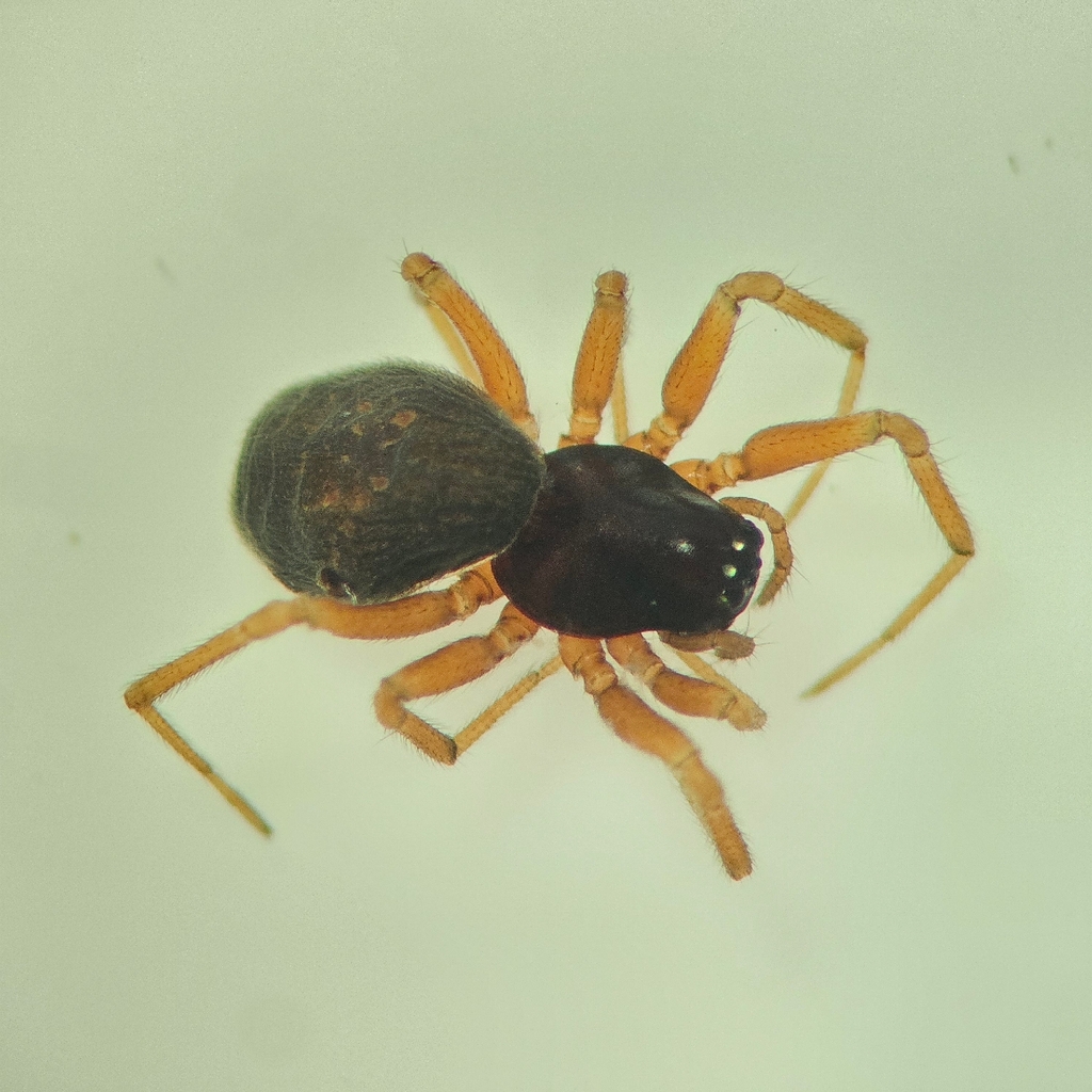 Grammonota inornata