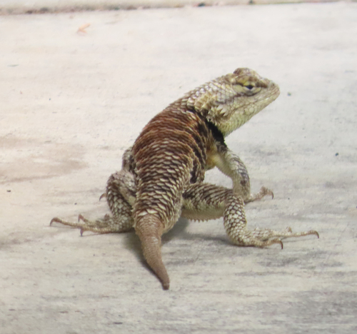 iNaturalist observation photo of Desert Spiny Lizard