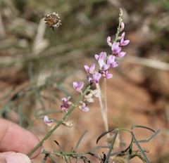 Astragalus gracilis
