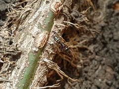 Camponotus quadrinotatus