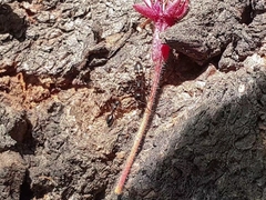 Camponotus quadrinotatus