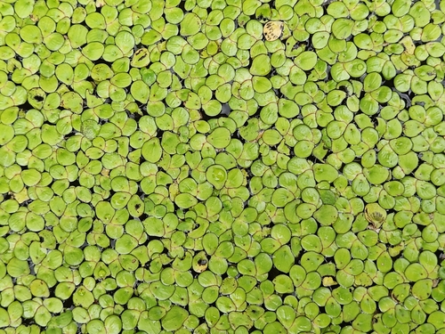 greater duckweed