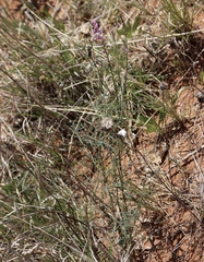Astragalus gracilis