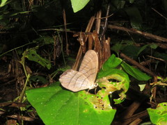 Pierella lamia chalybaea