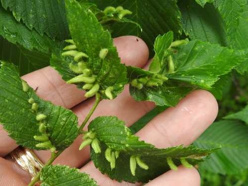Elm Finger Gall Mite