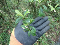 Symplocos macrostroma