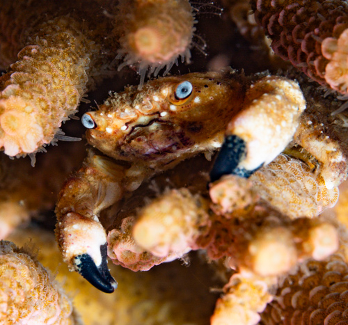 Cymo melanodactylus observed 2026-07-14