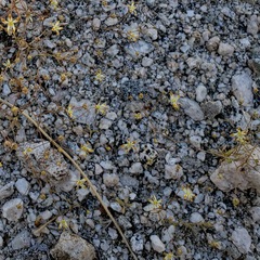 Nemacladus rubescens