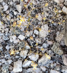 Nemacladus rubescens