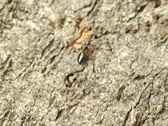 Camponotus itoi
