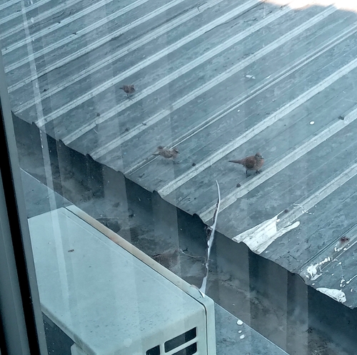 Zebra Dove