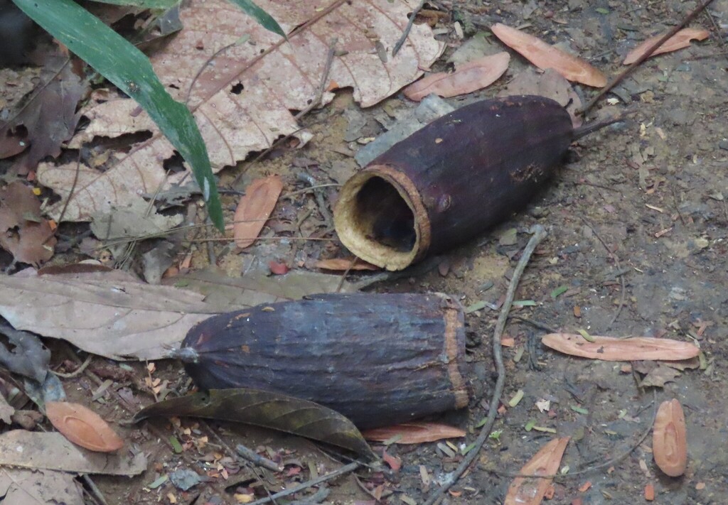 Couratari longipedicellata