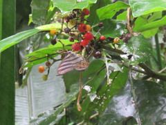 Chloreuptychia herseis