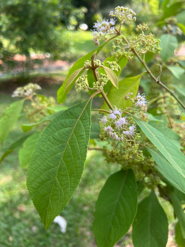 Callicarpa longifolia observed 2026-07-15