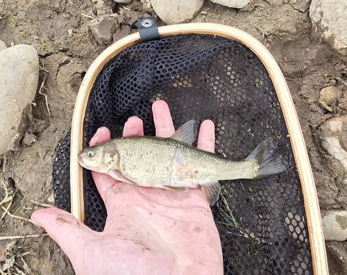 Utah Chub