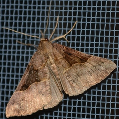 Hypena edictalis