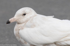 Larus hyperboreus