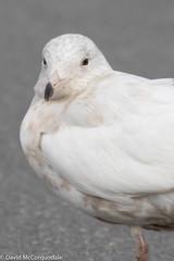 Larus hyperboreus