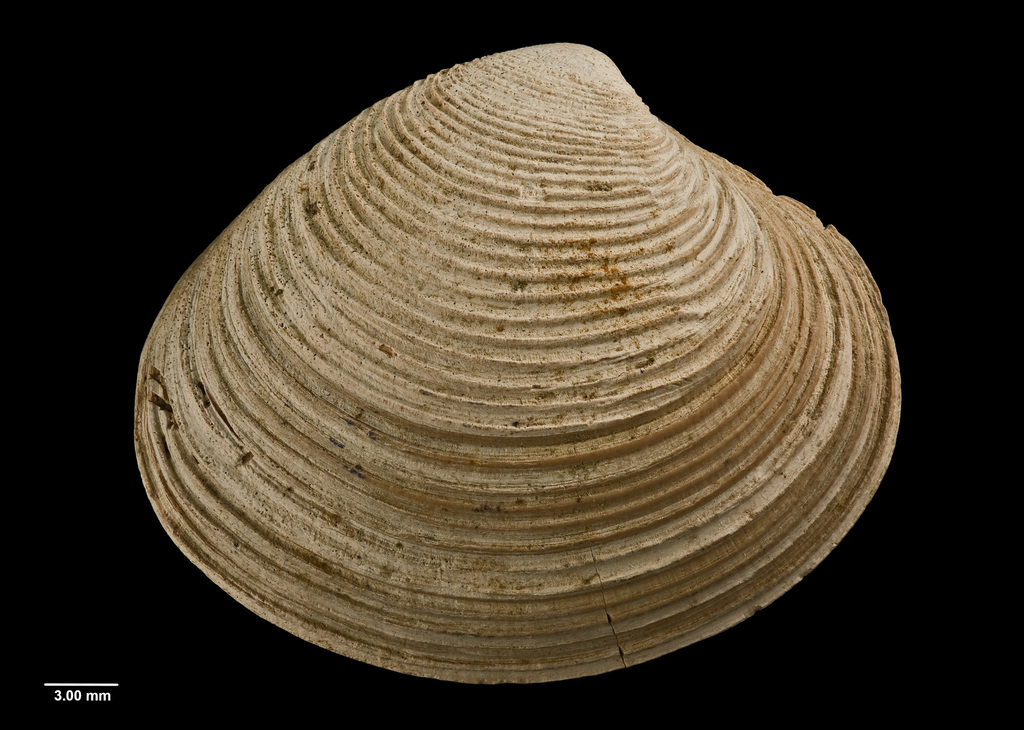 Tawera duobrunnea