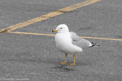 Larus delawarensis