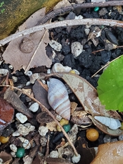 Bulimulus guadalupensis