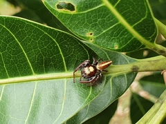 Opisthoncus mordax