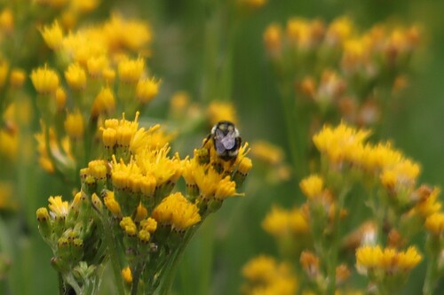 iNaturalist observation photo of Nearctic Bumble Bee