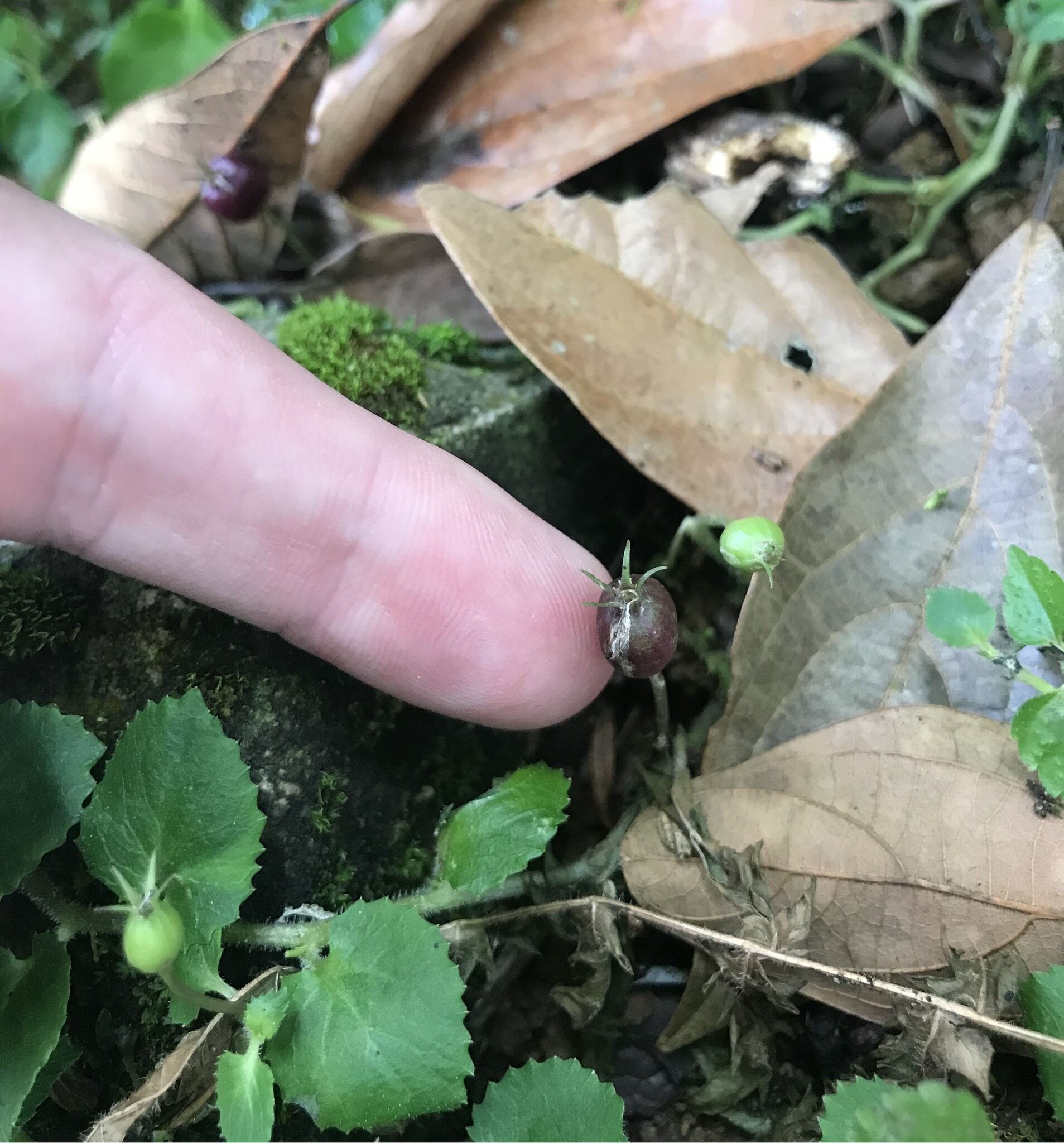 Lobelia nummularia — ảnh 2