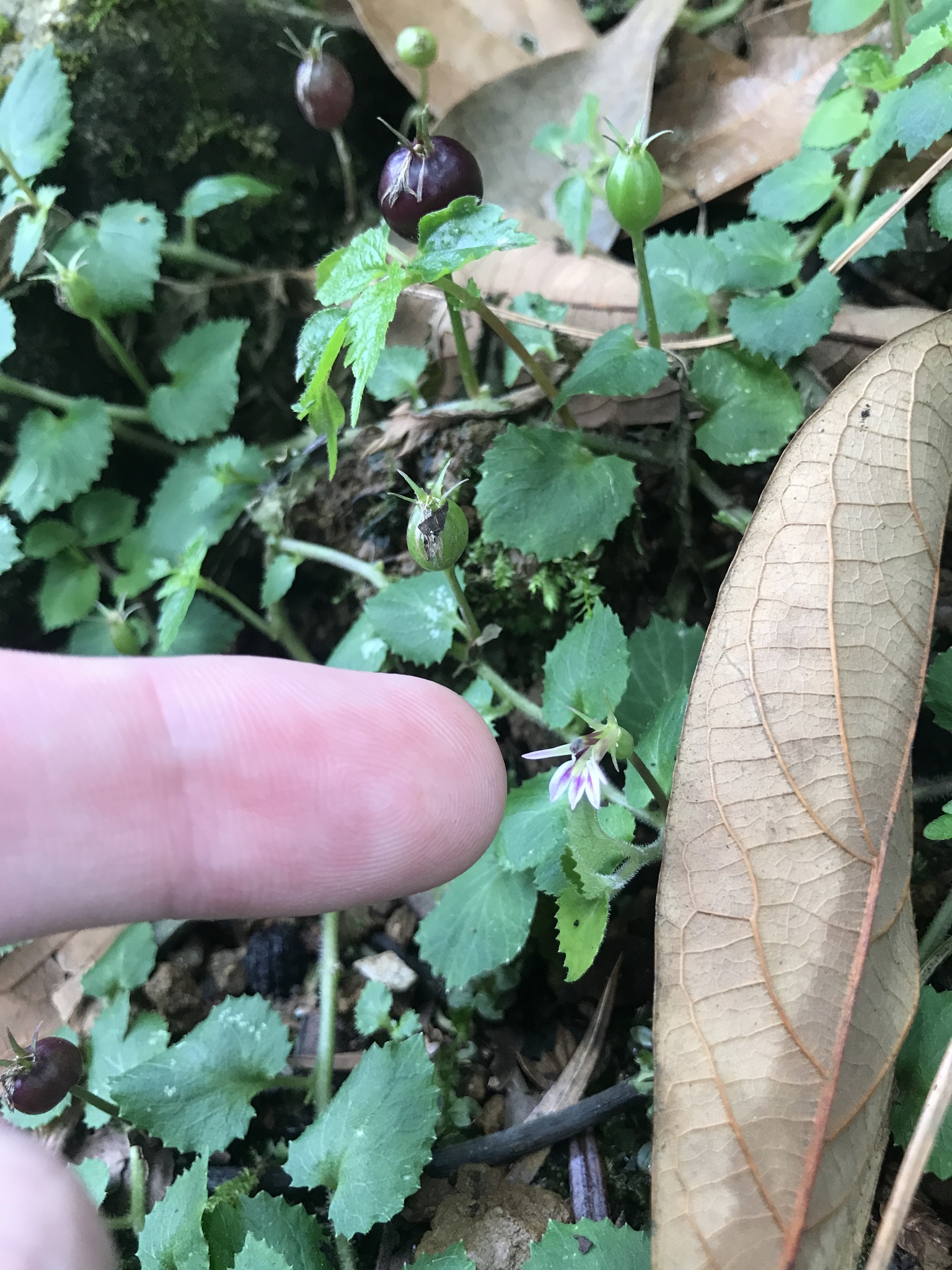 Lobelia nummularia — ảnh 3