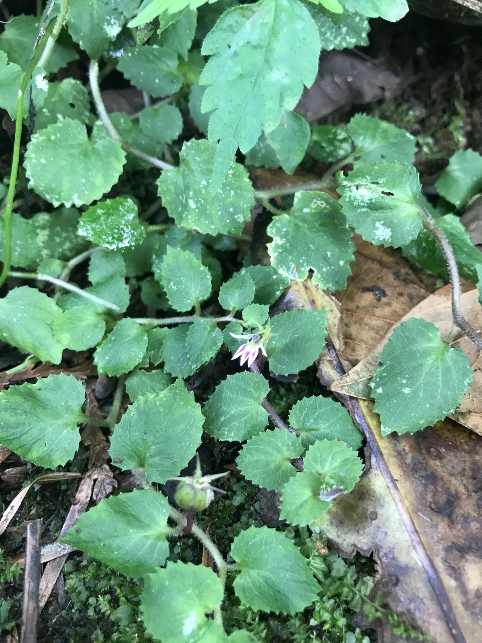Lobelia nummularia (Lobelia nummularia)