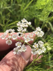 Bifora americana