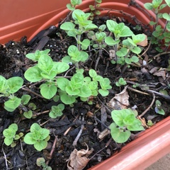 Origanum majorana