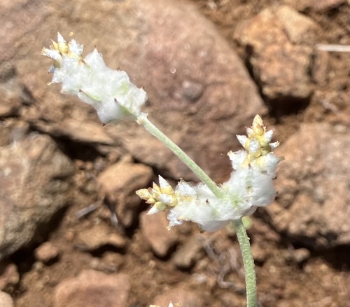 Arizona snakecotton