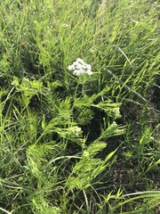 Bifora americana